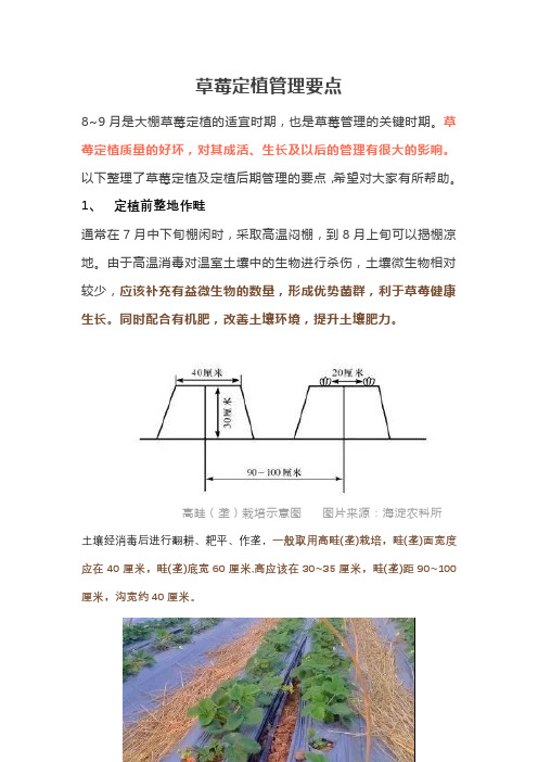 草莓定植、施肥、管理方案