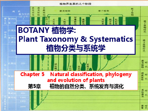 植物系统学1【大一大二用 精品课件】