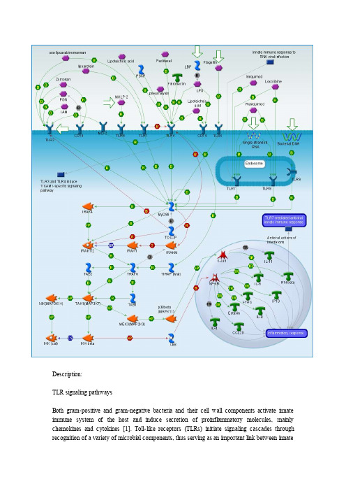 TLR信号通路传导示意图及讲解
