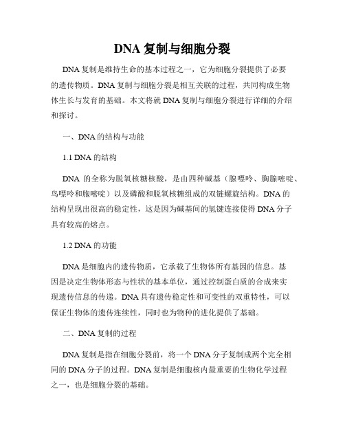 DNA复制与细胞分裂