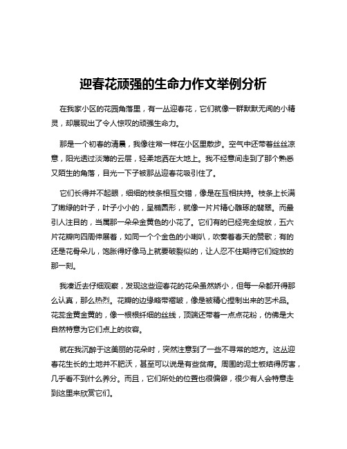 迎春花顽强的生命力作文举例分析