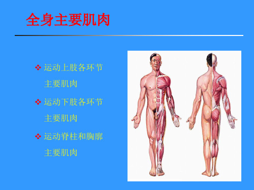 《运动解剖学》上肢肌肉