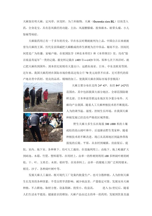天麻别名明天麻