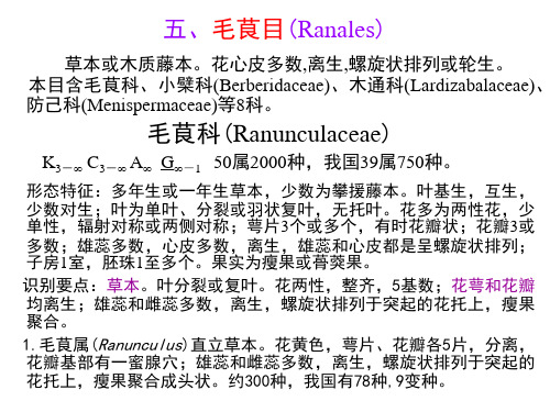 双子叶植物1