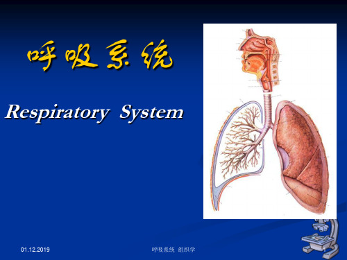 组织学与胚胎学呼吸系统 共24页PPT资料