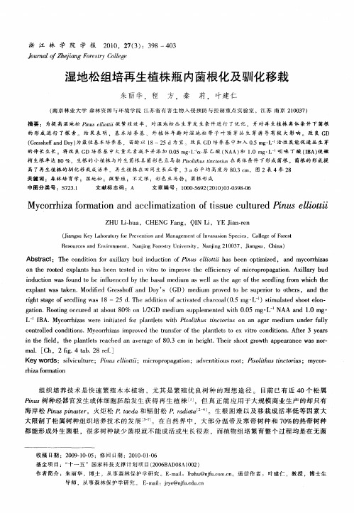 湿地松组培再生植株瓶内菌根化及驯化移栽