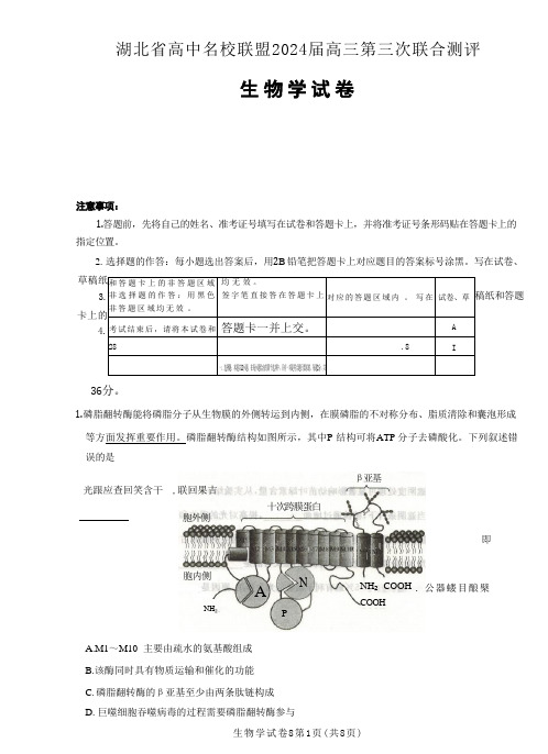 湖北省高中名校联盟2024届高三第三次联考综合测评生物