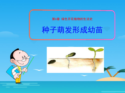 《种子萌发形成幼苗》PPT课件[优秀课件资料]