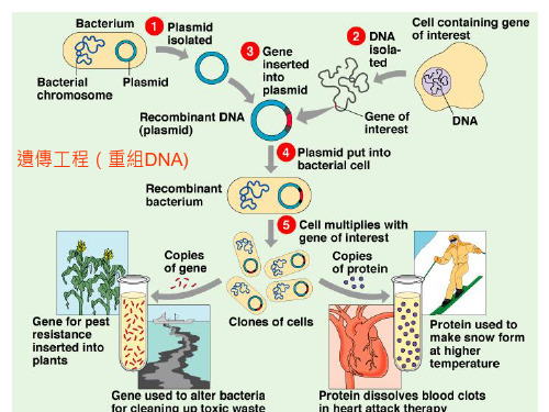 重组DNA与遗传工程.ppt