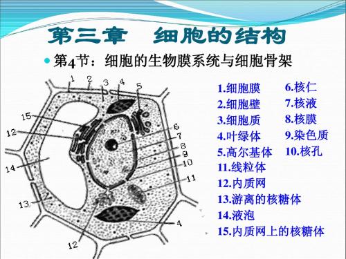 第3.4节：细胞的生物膜系统与细胞骨架