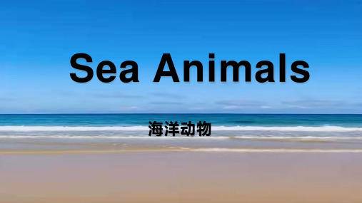 小学英语ppt课件《海洋动物Sea Animals》