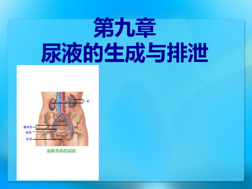 肾脏的结构、肾小球的滤过课件