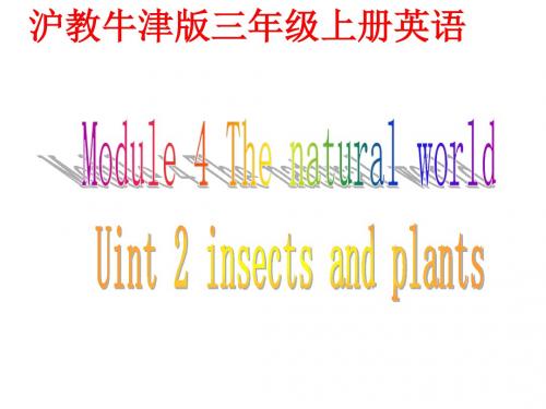 牛津沪教三上Module4Unit2insectsandplants课件23页PPT