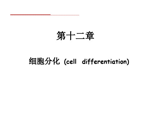 《细胞生物学》教学课件：细胞分化