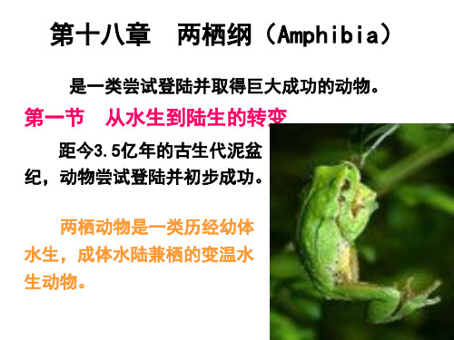 第十八章  两栖纲(Amphibia)