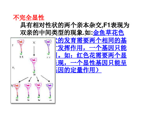 显性的相对性