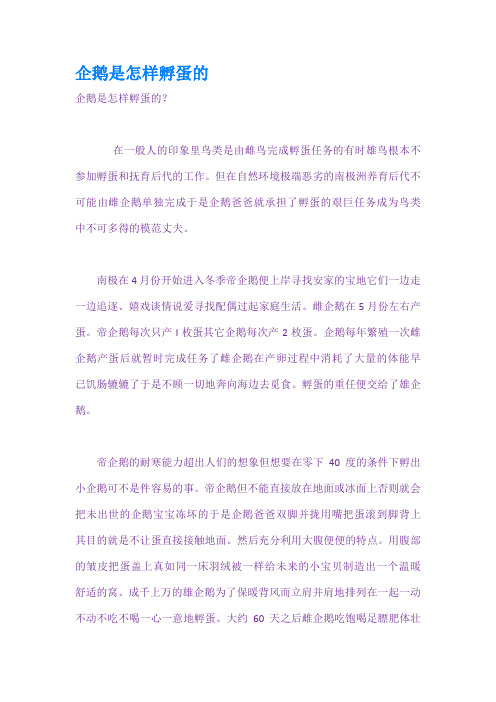 企鹅是怎样孵蛋的
