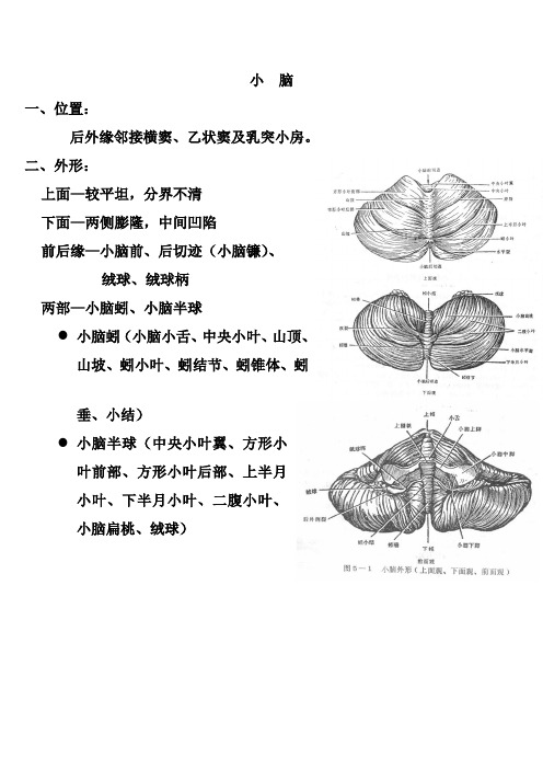 小  脑-神经解剖学讲稿