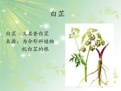 白芷