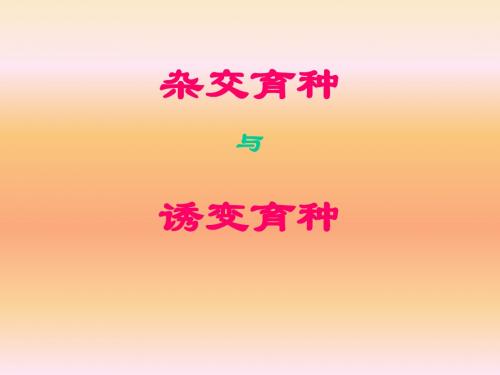 高中生物必修二杂交育种和诱变育种课件