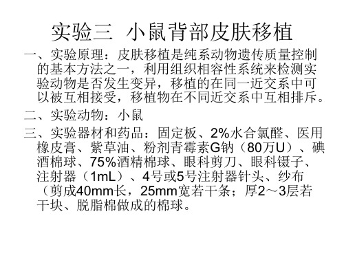 实验三小鼠背部皮肤移植