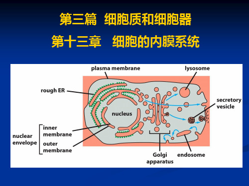 2012内膜系统