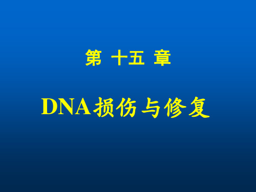 DNA损伤与修复