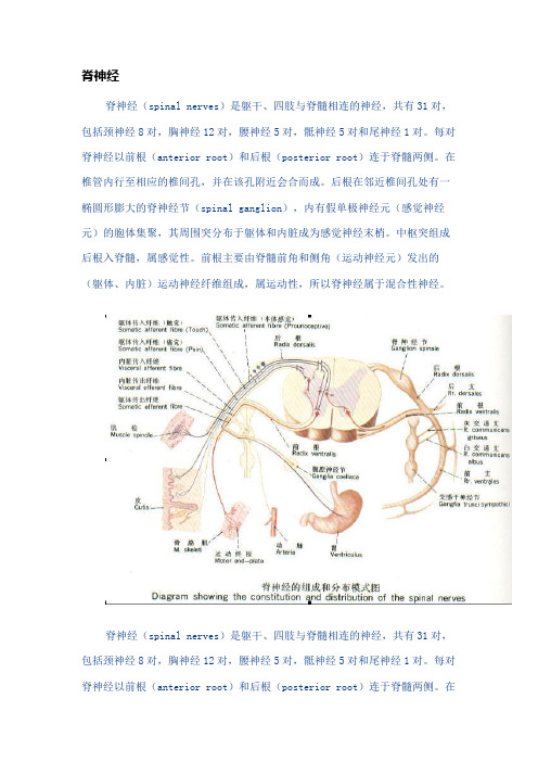 脊神经