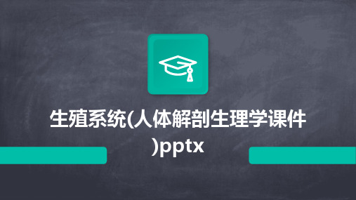 生殖系统(人体解剖生理学课件)pptx