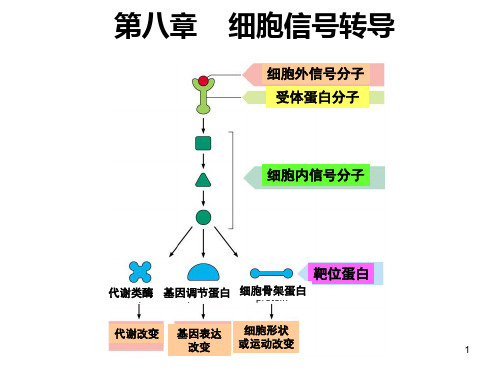 细胞生物学第八章-细胞信号转导ppt课件