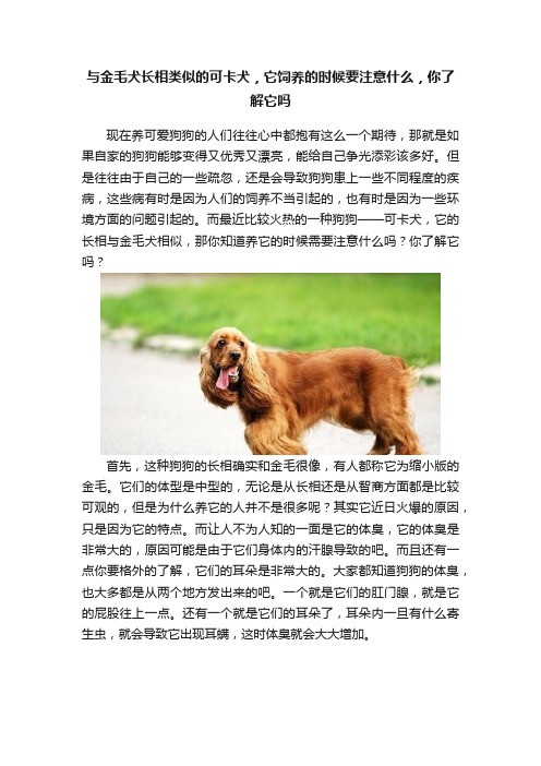 与金毛犬长相类似的可卡犬，它饲养的时候要注意什么，你了解它吗