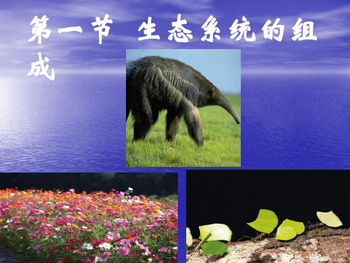 苏教版生物八年级上册7.19.1 生态系统的组成 课件(共30张PPT)