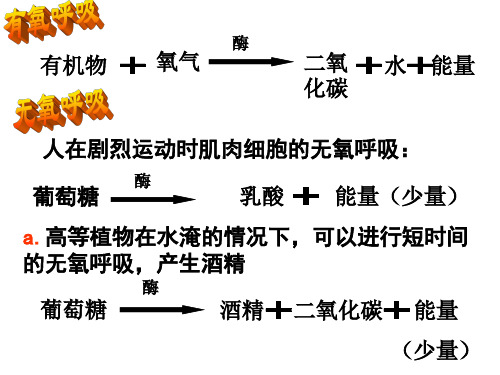 九年级科学植物的新陈代谢新陈代谢(PPT)2-2