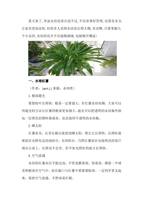 水培的花,竟能开爆盆爬满墙,强悍!