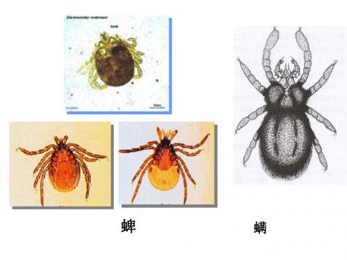 蜱螨-健康与环境生态研究所