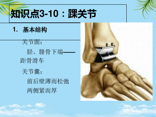 【优文档】知识点：踝关节PPT