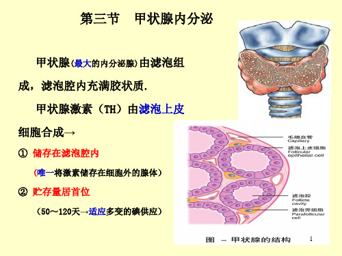 甲状腺内分泌ppt课件