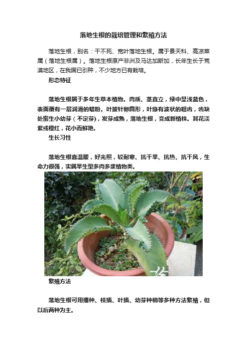 落地生根的栽培管理和繁殖方法