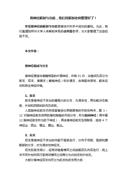 脊神经解剖与功能，我们找解剖老师整理好了！