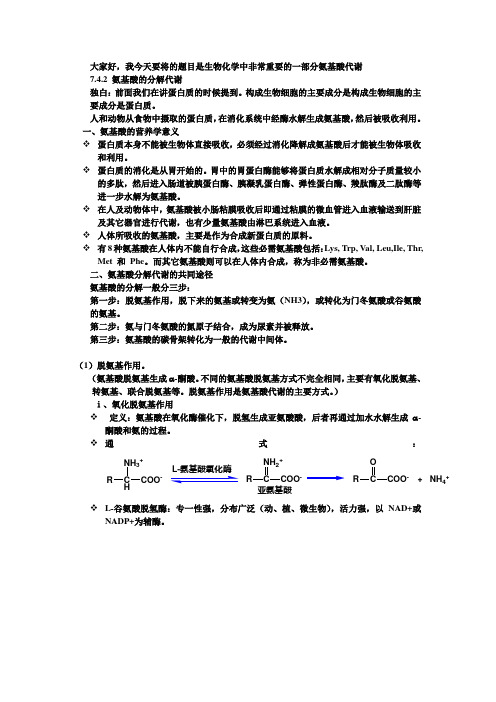 生物化学-氨基酸代谢