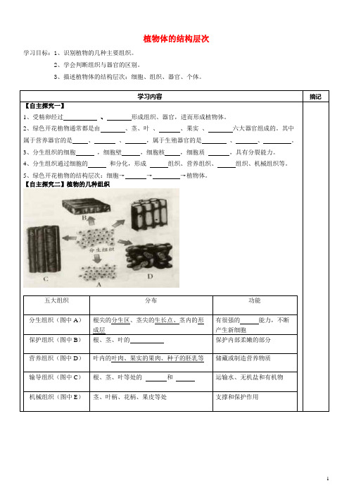 广东省河源中国教育学会中英文实验学校七年级生物上册 2.2.3 植物体结构层次讲学稿(无答案)(新版