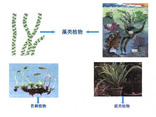 3-12种子植物 ppt