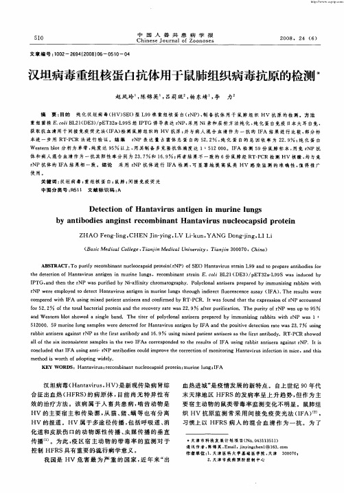 汉坦病毒重组核蛋白抗体用于鼠肺组织病毒抗原的检测