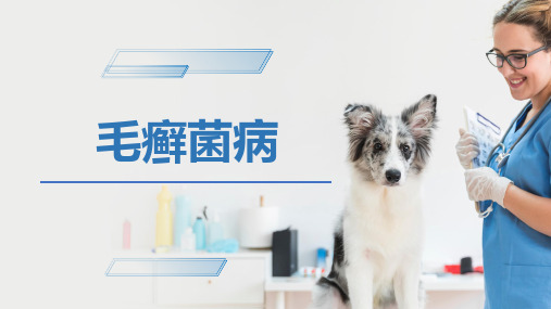 犬猫的传染病(毛癣菌病)-宠物医生课件