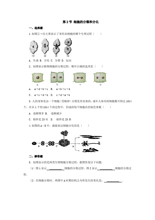 七年级下册482 细胞的分裂和分化同步练习1