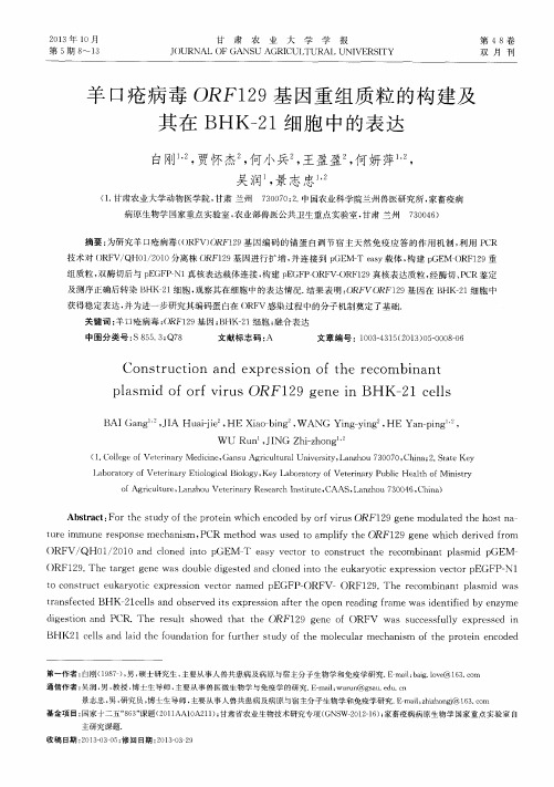 羊口疮病毒ORF129基因重组质粒的构建及其在BHK-21细胞中的表达