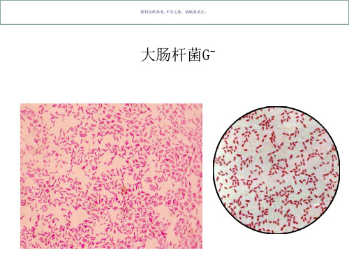 微生物实验标本片汇总