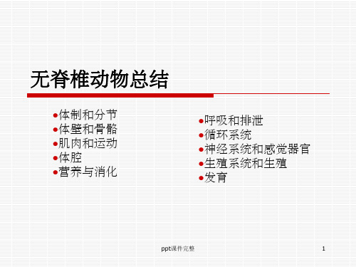 无脊椎动物总结