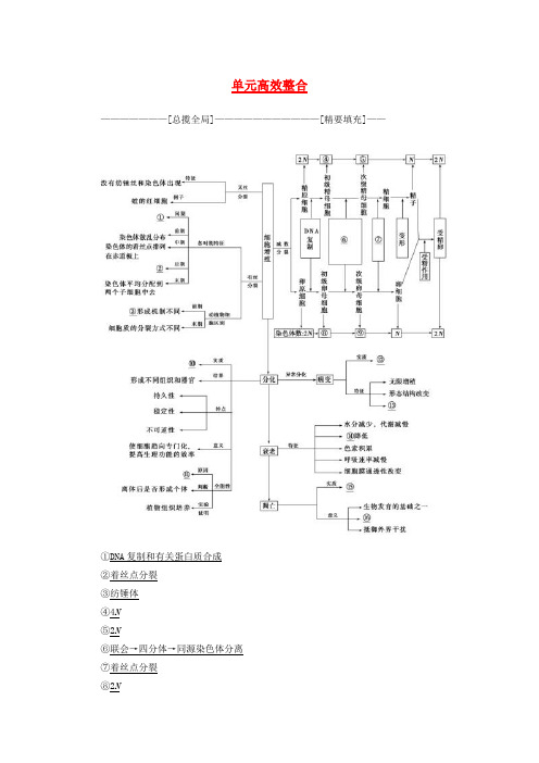 2018版高三生物一轮复习 第4单元 单元高效整合讲义 新人教版必修1