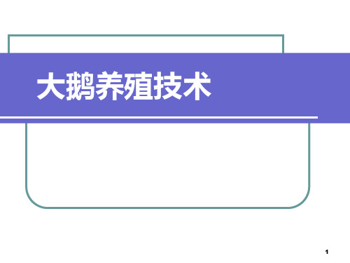 大鹅养殖技术PPT课件